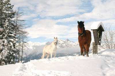 Haflinger Pferde im Winter