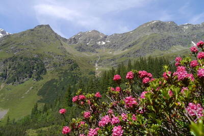 Alpenrosenblütenwochen
